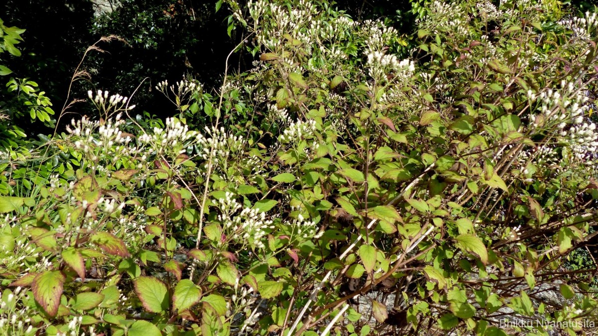 Cyanthillium hookerianum (Arn.) H.Rob.